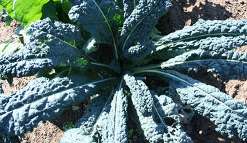 Kale Dino (LOCAL)